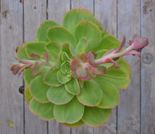 Load image into Gallery viewer, Echeveria Great Lakes (3 Plants)
