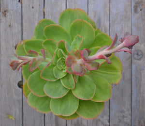 Echeveria Great Lakes (3 Plants)