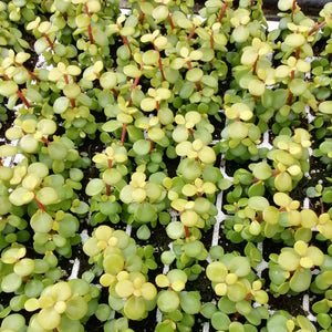 Portulacaria afra - Lutea (3 Plants)