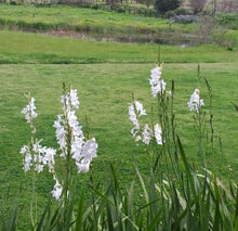 Load image into Gallery viewer, Watsonia borbonica white
