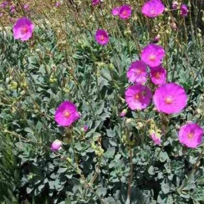 Calandrinia spectabilis (3 Plants)