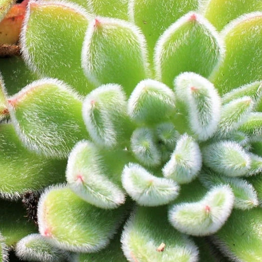 doris taylor succulent flower Echeveria Doris Taylor (3 Plants) – Plants Direct