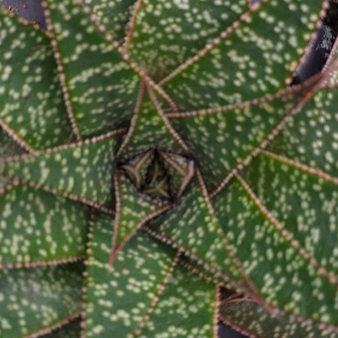 Gasteria flow (3 Plants)