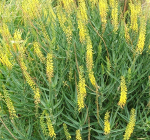 Aloiampelos tenuior yellow (3 Plants)