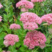 Load image into Gallery viewer, Sedum Autumn Joy (3 Plants)
