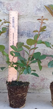 Load image into Gallery viewer, Iceberg Rose (3 Plants)
