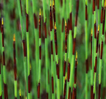 Load image into Gallery viewer, Elegia tectorum Cape thatching reed (3 Plants)
