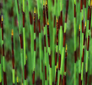 Elegia tectorum Cape thatching reed (3 Plants)