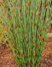 Load image into Gallery viewer, Elegia tectorum Cape thatching reed (3 Plants)
