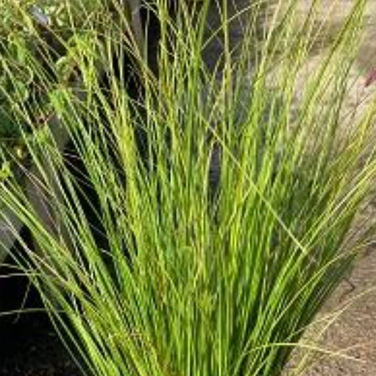 Carex Phoenix (3 Plants)