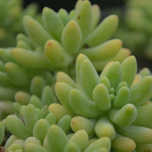 Sedum pachyphyllym (3 Plants)