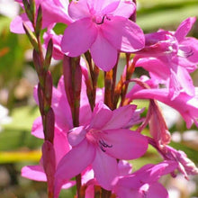Load image into Gallery viewer, Watsonia borbonica pink
