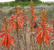 Load image into Gallery viewer, Aloe brevifolia (3 Plants)
