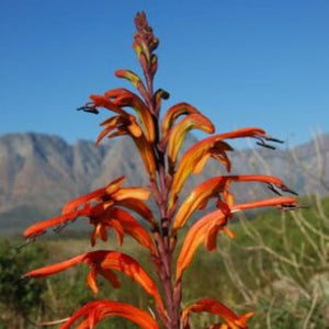 Chasmanthe floribunda