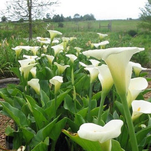 Zantedeschia aethiopica